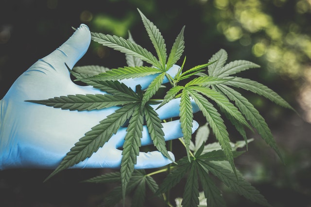 diminuer le psoriasis avec le CBD