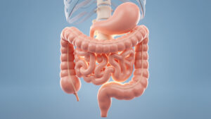 Illustration médicale en trois dimensions montrant l’intestin et la partie basse de la colonne vertébrale, avec un éclairage doux soulignant leur proximité anatomique.
